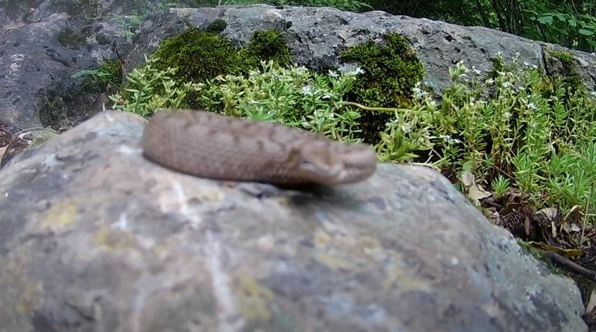 Telefonla g&ouml;r&uuml;nt&uuml;lediği boynuzlu engerek yılanı saldırdı