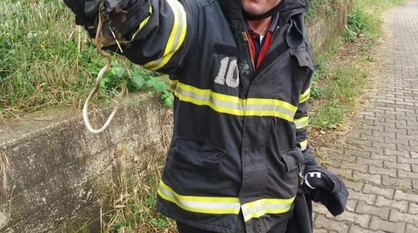 Eve giren yılanı itfaiye &ccedil;ıkarttı