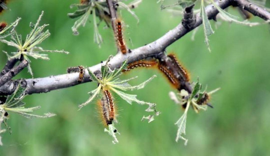 Sivas'ta tırtıl istilası! T&uuml;r&uuml; belli oldu
