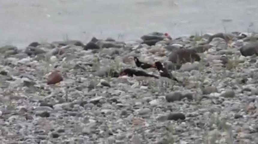 Aras Nehri poyraz kuşları ile cıvıl cıvıl