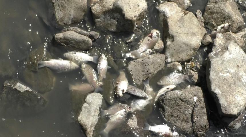 Kars'ta balık &ouml;l&uuml;mleri! Ekipler harekete ge&ccedil;ti