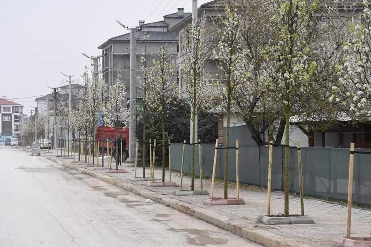 D&uuml;zce&rsquo;nin havası ıhlamur ağa&ccedil;ları ile tazeleniyor