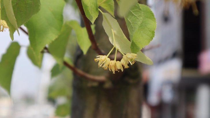 Düzce’nin havası ıhlamur ağaçları ile tazeleniyor G2