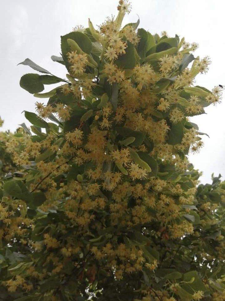 Düzce’nin havası ıhlamur ağaçları ile tazeleniyor G3