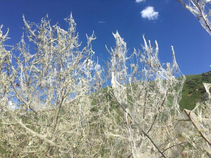 Korkutan istila! Bir bir yok ediyorlar G1