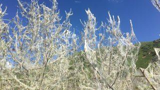 Korkutan istila! Bir bir yok ediyorlar