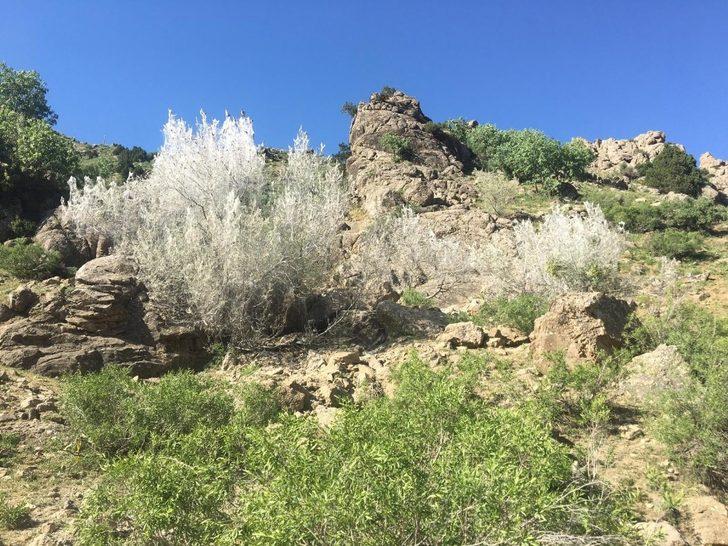 Korkutan istila! Bir bir yok ediyorlar G2