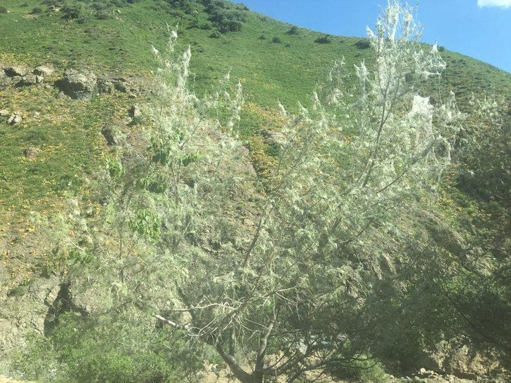 Korkutan istila! Bir bir yok ediyorlar G3