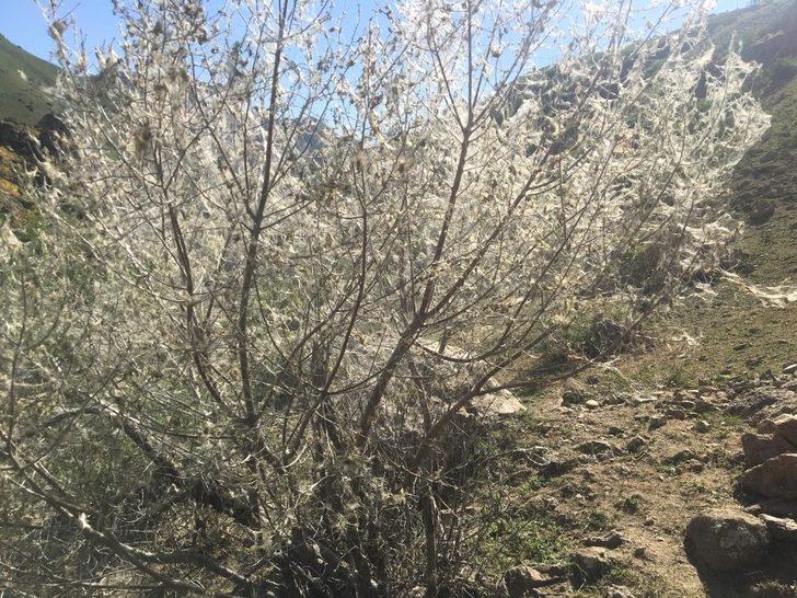 Korkutan istila! Bir bir yok ediyorlar G5