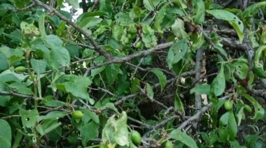 Biber gibi uzayan erik daneleri şaşırttı