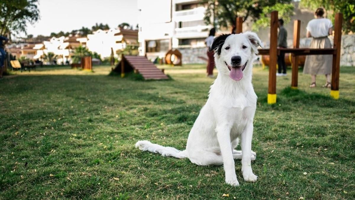 Kuşadası&rsquo;nın ilk k&ouml;pek parkı hizmete a&ccedil;ıldı