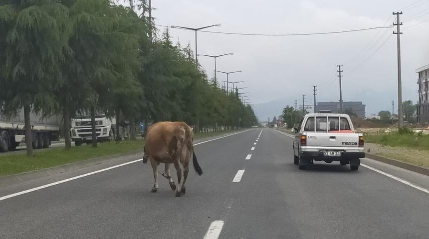 İnekler karayoluna &ccedil;ıktı, s&uuml;r&uuml;c&uuml;ler zor anlar yaşadı