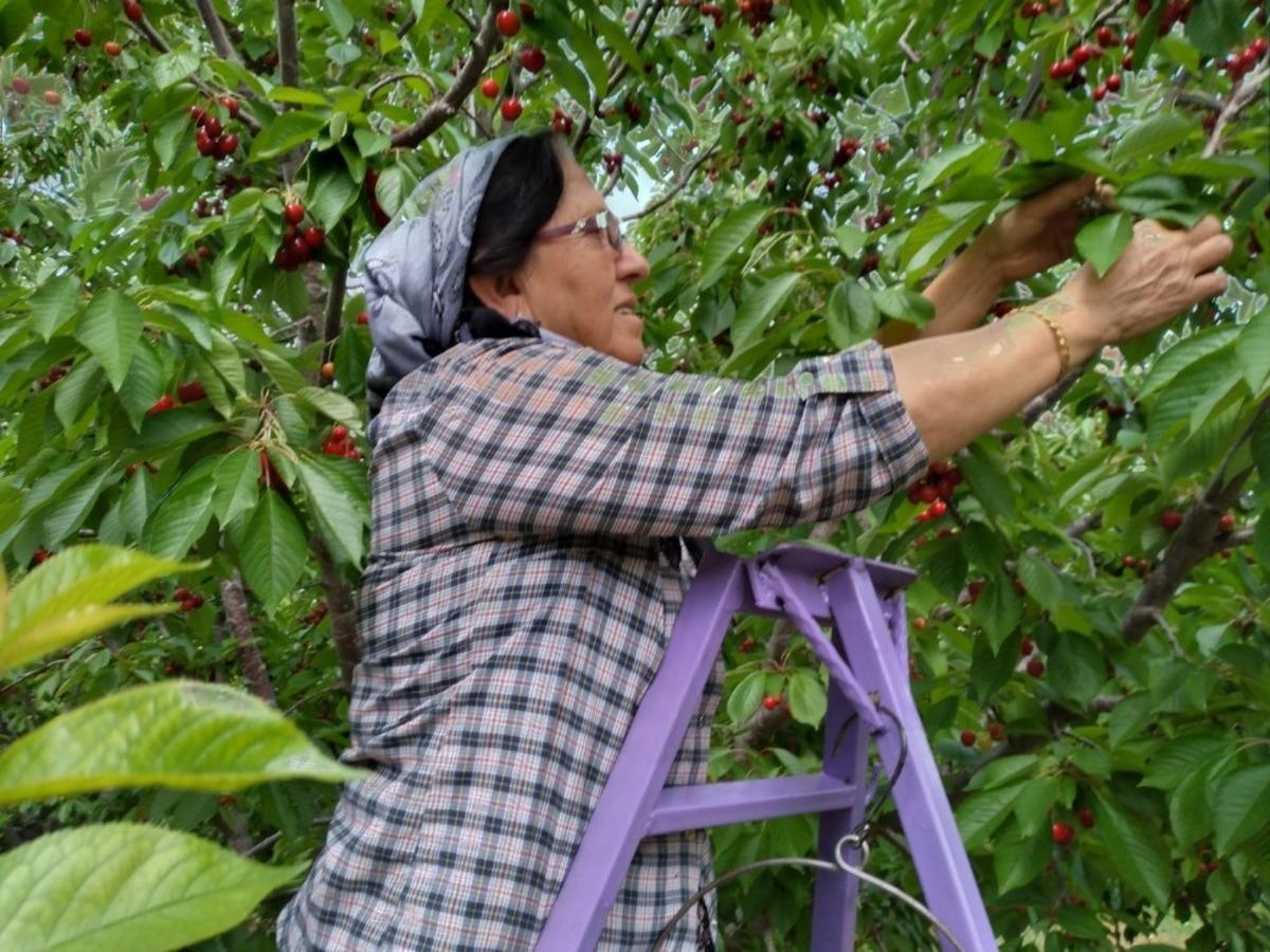 Ereğli&rsquo;de kiraz &uuml;reticileri fiyatlardan umutlu