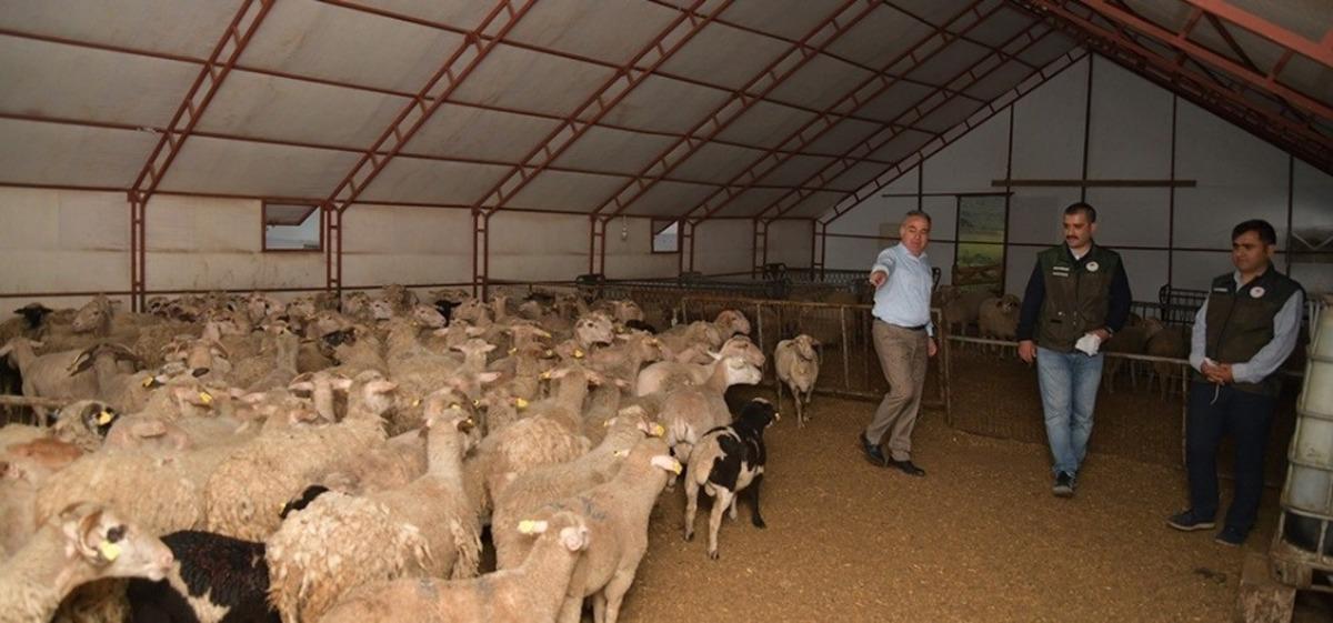 52 g&uuml;nl&uuml;k kuzu 32 Kilo