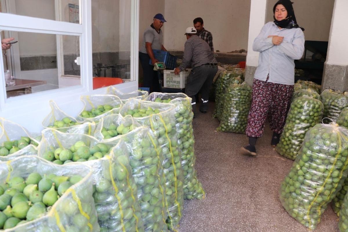 İncir sezonu &ouml;ncesi ilek pazarı hareketlendi
