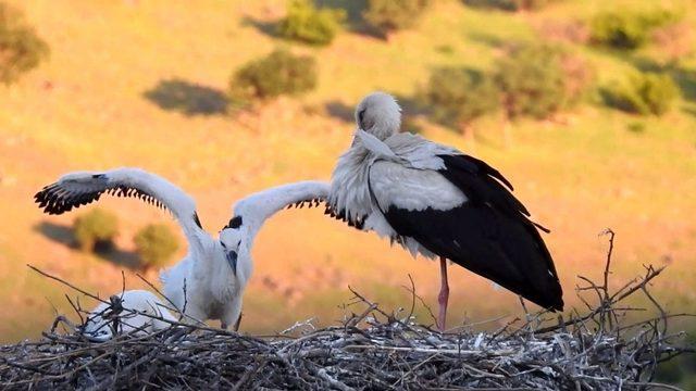 Leylek yavruları yumurtadan çıktı