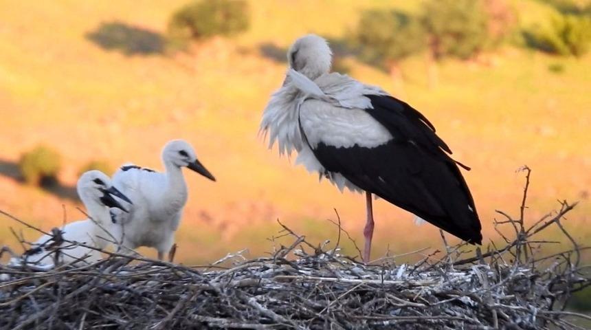 Leylek yavruları yumurtadan &ccedil;ıktı