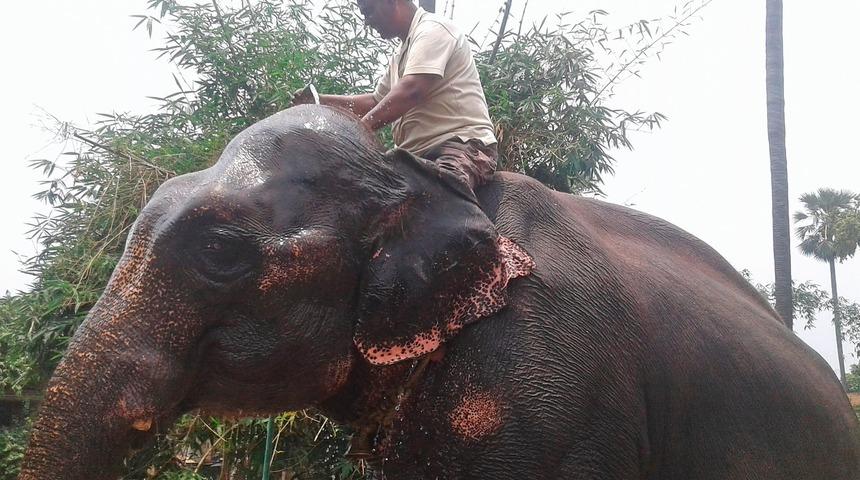 Arazisinin b&uuml;y&uuml;k b&ouml;l&uuml;m&uuml;n&uuml; ailesine değil iki file miras bıraktı!
