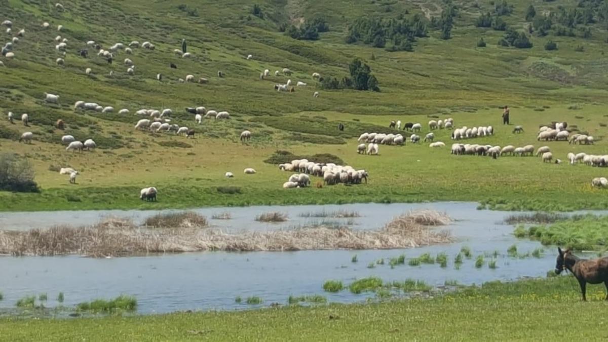 Tunceli&rsquo;de yaylacıların zarar tespit &ccedil;alışmaları tamamlandı