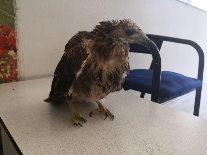 Yaralı şahin tedavi altına alındı G1