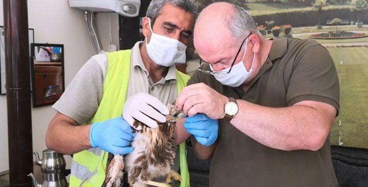 Yaralı şahin tedavi altına alındı G2