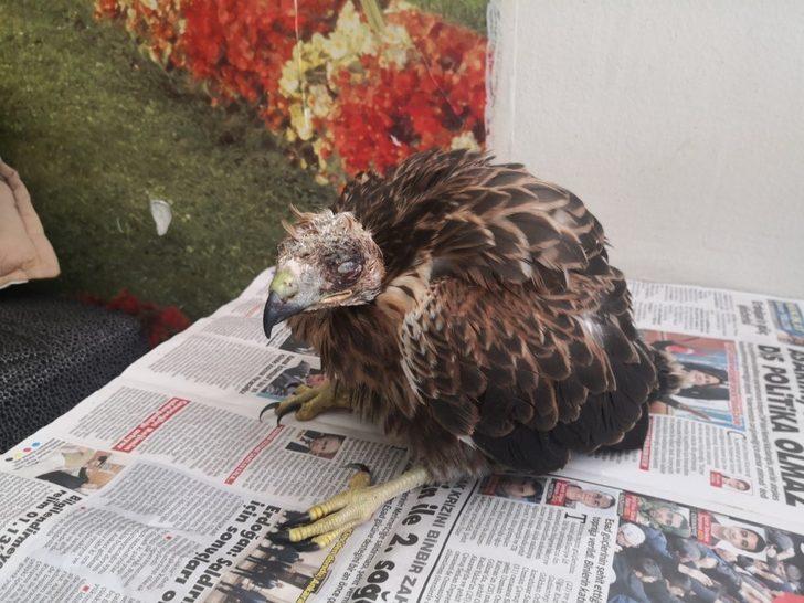 Yaralı şahin tedavi altına alındı G3