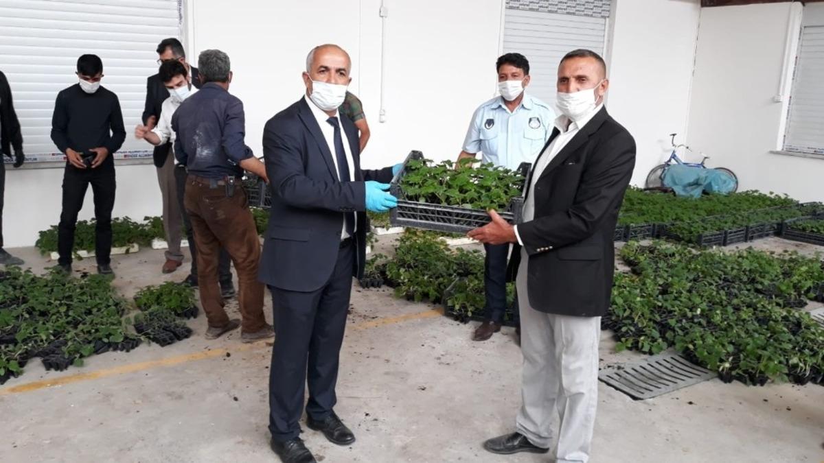&Ccedil;aldıran Belediyesinden &ccedil;ift&ccedil;ilere 10 bin sebze fidesi