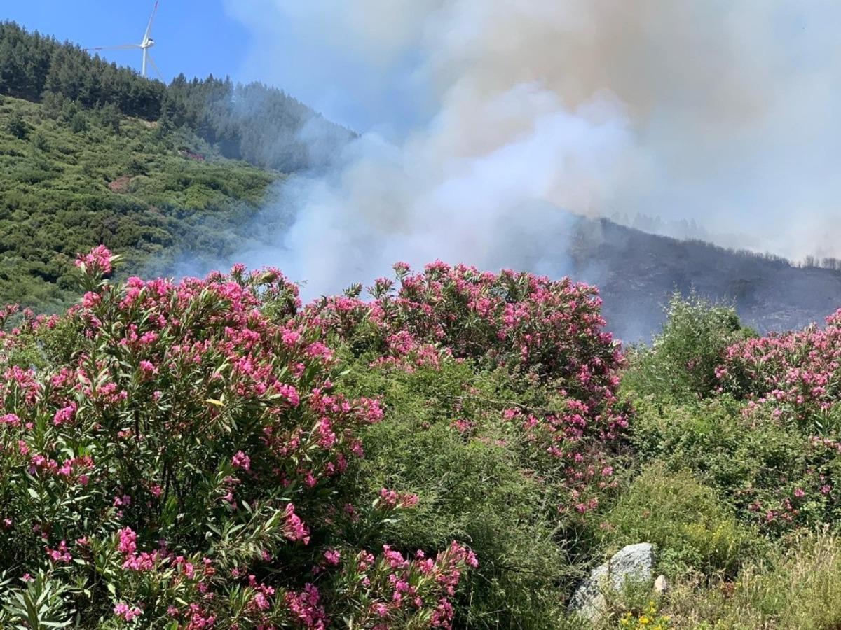 S&ouml;ke&rsquo;deki yangın Milli Park&rsquo;a sı&ccedil;ramadan s&ouml;nd&uuml;r&uuml;ld&uuml;