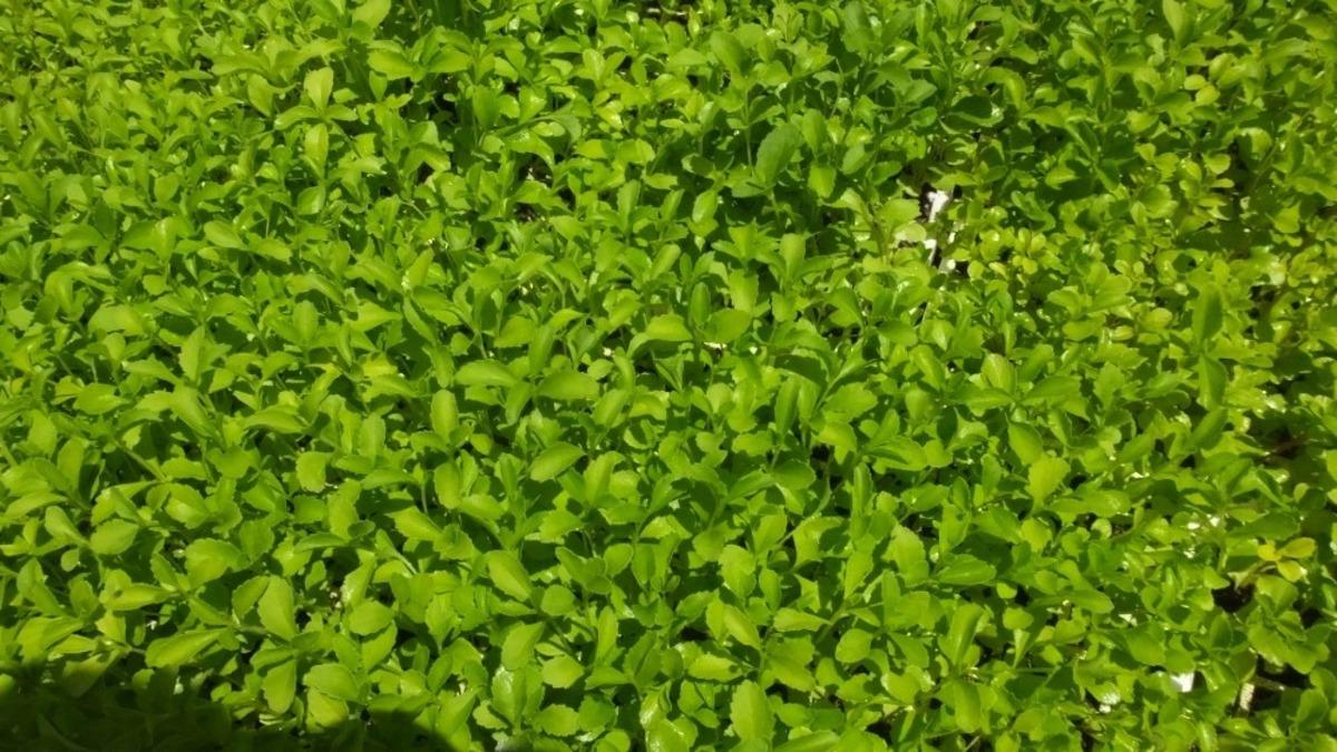 Burhaniye Stevia fidesi &uuml;retim merkezi oldu