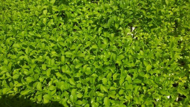 Burhaniye Stevia fidesi üretim merkezi oldu G1