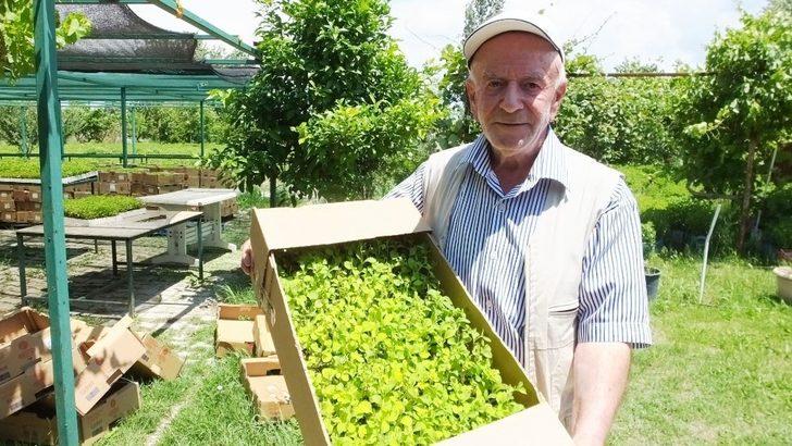 Burhaniye Stevia fidesi üretim merkezi oldu G2