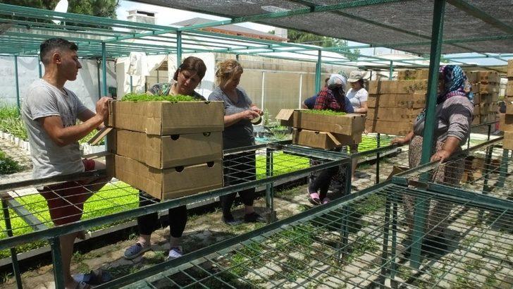 Burhaniye Stevia fidesi üretim merkezi oldu G3