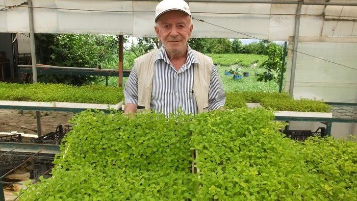 Burhaniye Stevia fidesi üretim merkezi oldu G4