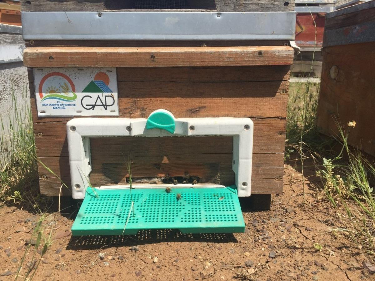 Sincik balı lezzetini geven &ccedil;i&ccedil;eğinden alıyor