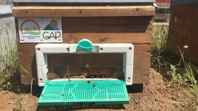 Sincik balı lezzetini geven çiçeğinden alıyor