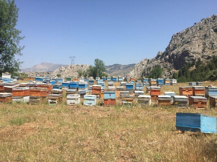 Sincik balı lezzetini geven çiçeğinden alıyor G2