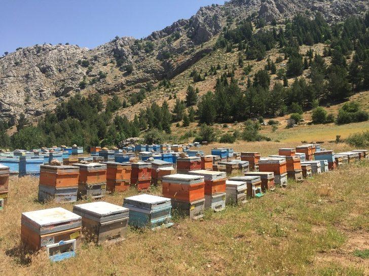 Sincik balı lezzetini geven çiçeğinden alıyor G3