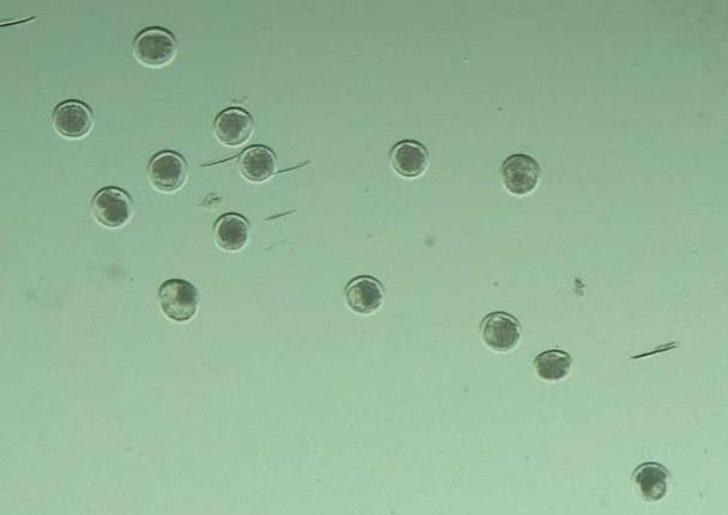 Atatürk Üniversitesi bir ilki daha gerçekleştirdi G3