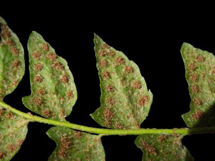 Dünyada bir ilk! Küre Dağları’nda yeni bir endemik bitki türü keşfedildi G2