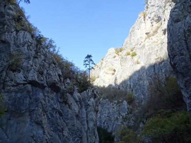 Dünyada bir ilk! Küre Dağları’nda yeni bir endemik bitki türü keşfedildi G3
