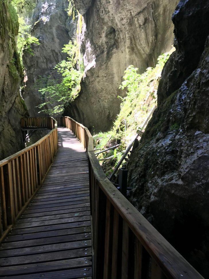 Dünyada bir ilk! Küre Dağları’nda yeni bir endemik bitki türü keşfedildi G4