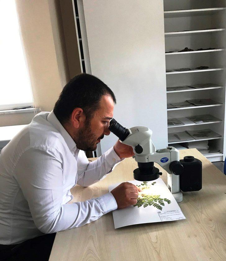 Dünyada bir ilk! Küre Dağları’nda yeni bir endemik bitki türü keşfedildi G5