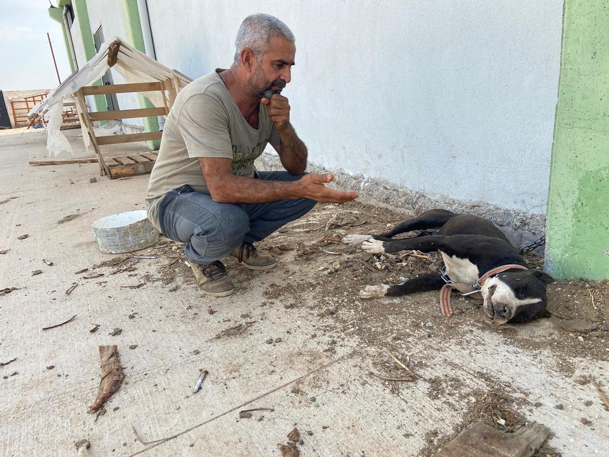 Koyunları &ccedil;alabilmek i&ccedil;in 8 k&ouml;peği zehirleyerek &ouml;ld&uuml;rd&uuml;ler