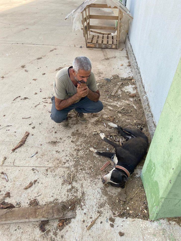 Koyunları çalabilmek için 8 köpeği zehirleyerek öldürdüler G2