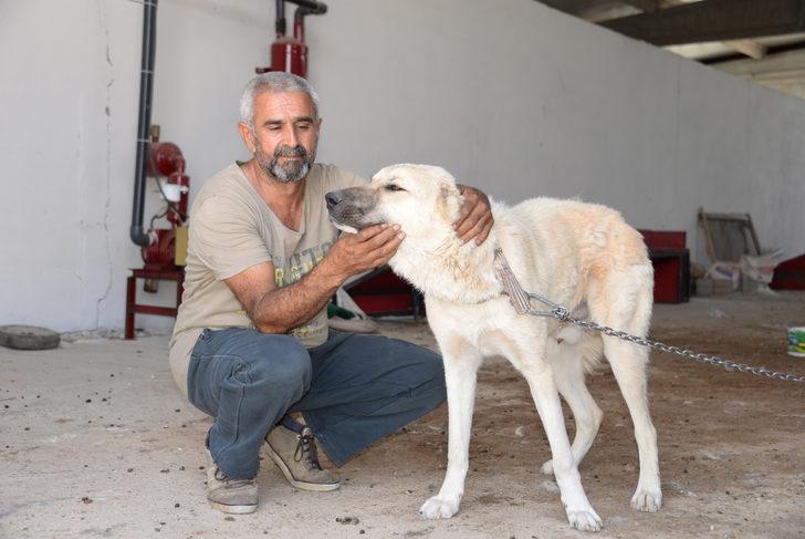 Koyunları çalabilmek için 8 köpeği zehirleyerek öldürdüler G3
