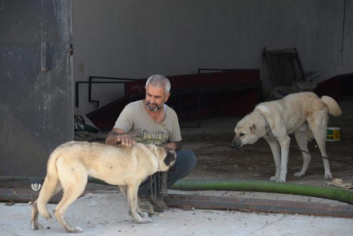 Koyunları çalabilmek için 8 köpeği zehirleyerek öldürdüler G4