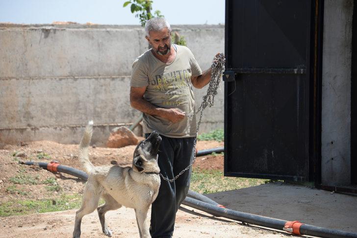 Koyunları çalabilmek için 8 köpeği zehirleyerek öldürdüler G5