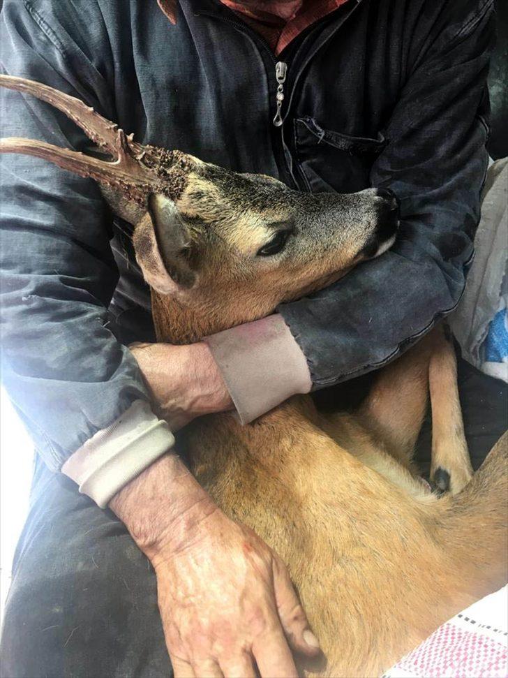 Tokat'ta yaralı bulunan karaca tedavi altına alındı G1