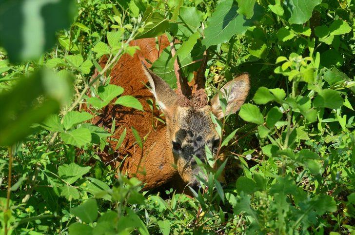 Tokat'ta yaralı bulunan karaca tedavi altına alındı G2