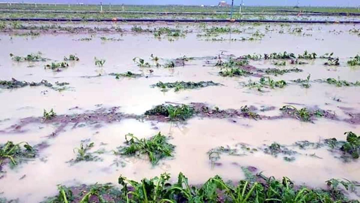 &Ccedil;ift&ccedil;ilerin ekinlerini dolu vurdu